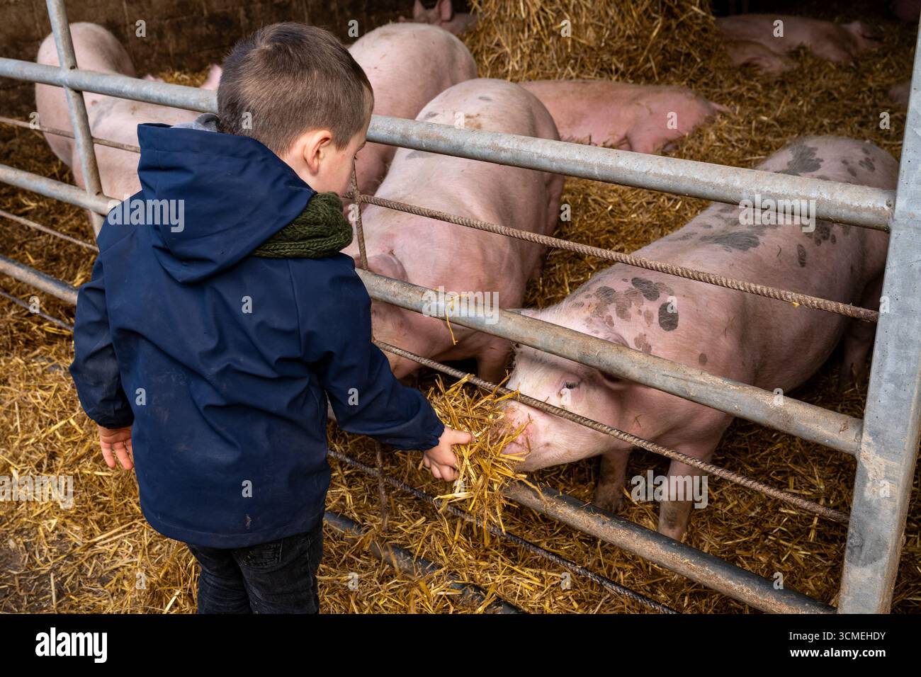 Ferme des Chataigniers à Catenay (nord de la France) : journée portes ouvertes annuelle dans cette ferme qui vend des produits agricoles (viandes cuites, produits laitiers, etc Banque D'Images