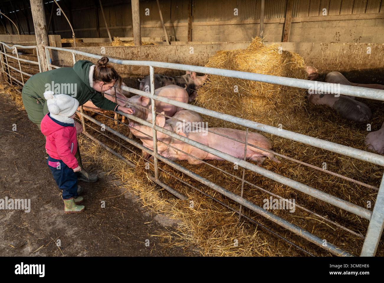 Ferme des Chataigniers à Catenay (nord de la France) : journée portes ouvertes annuelle dans cette ferme qui vend des produits agricoles (viandes cuites, produits laitiers, etc Banque D'Images