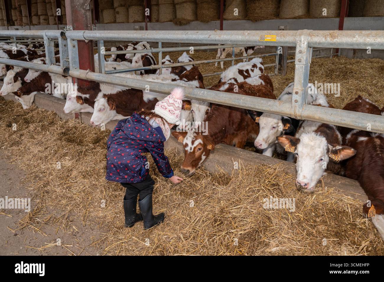 Ferme des Chataigniers à Catenay (nord de la France) : journée portes ouvertes annuelle dans cette ferme qui vend des produits agricoles (viandes cuites, produits laitiers, etc Banque D'Images