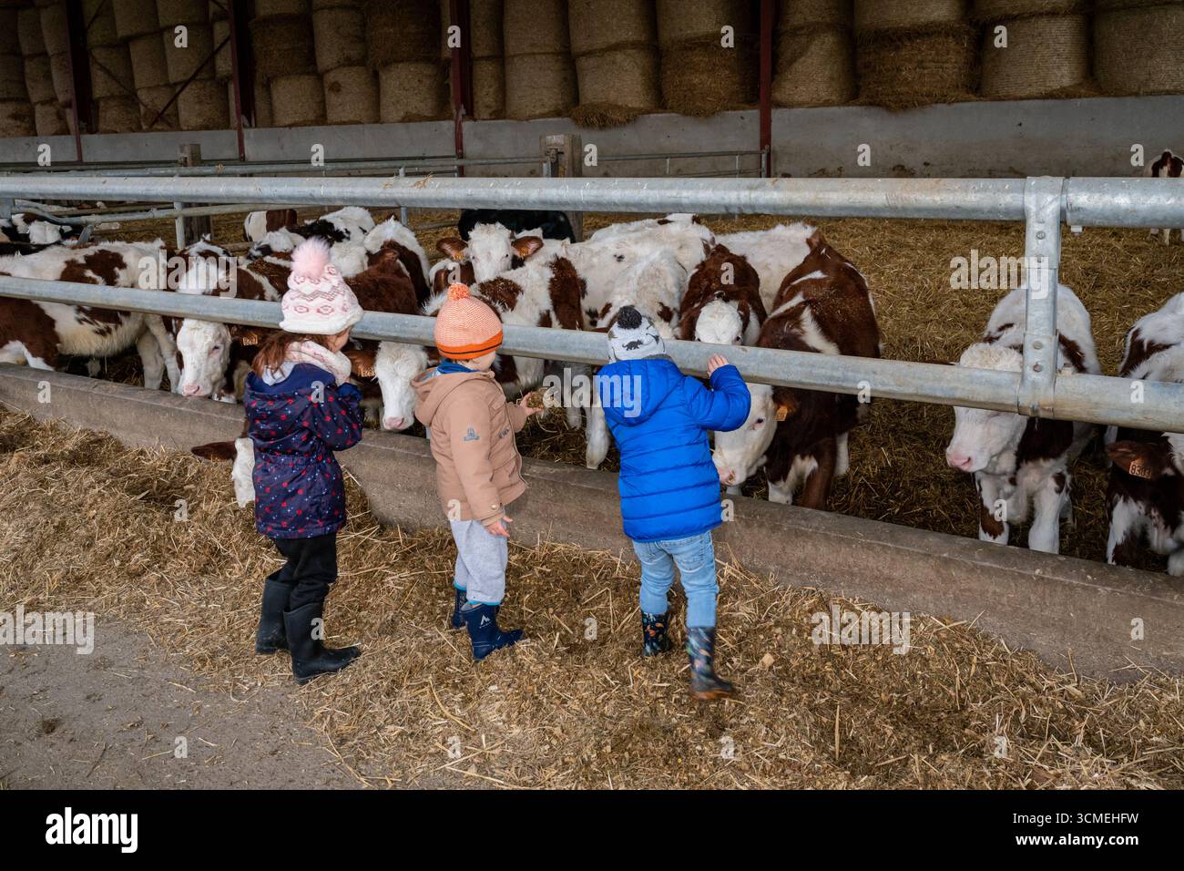 Ferme des Chataigniers à Catenay (nord de la France) : journée portes ouvertes annuelle dans cette ferme qui vend des produits agricoles (viandes cuites, produits laitiers, etc Banque D'Images