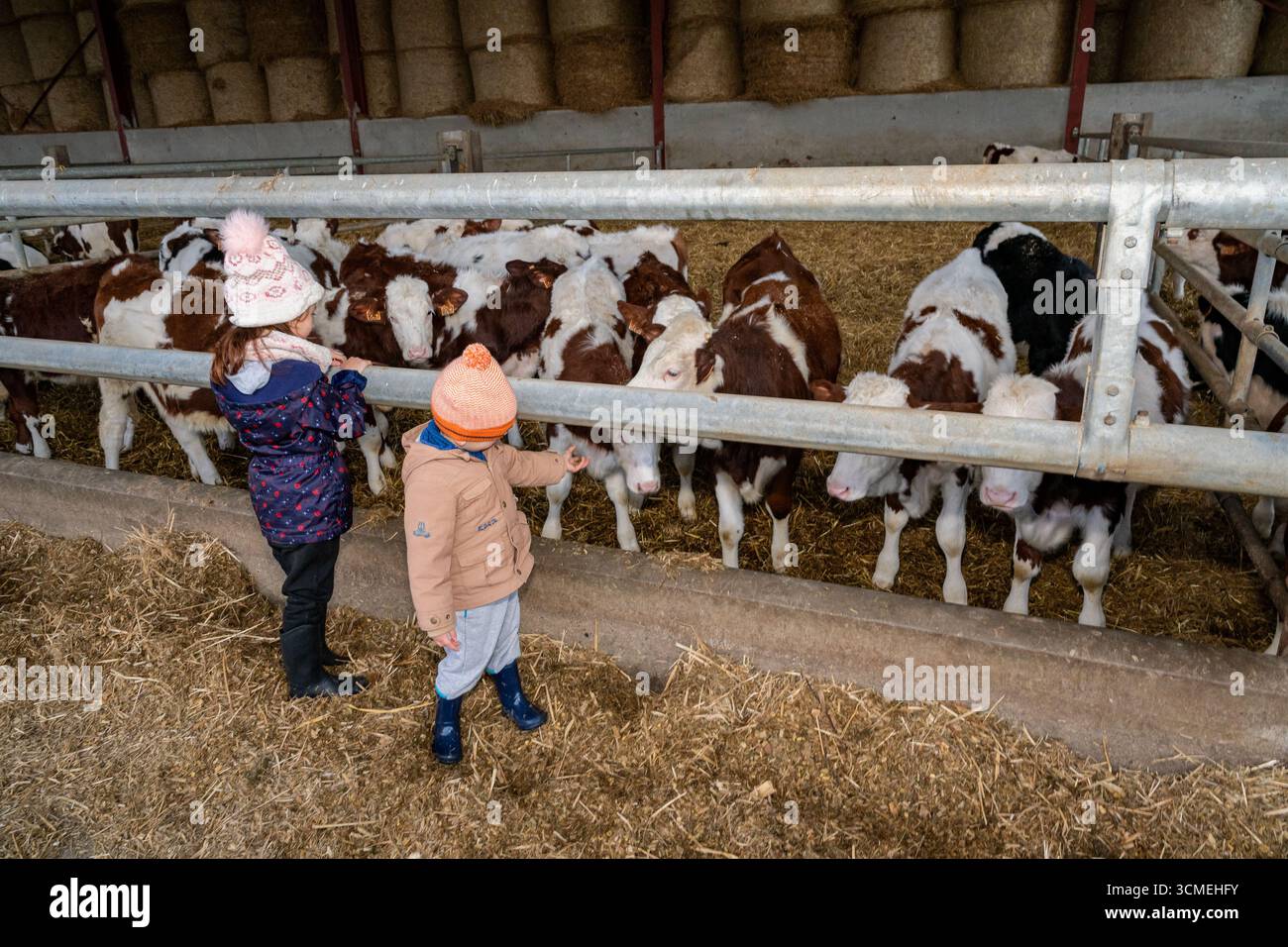 Ferme des Chataigniers à Catenay (nord de la France) : journée portes ouvertes annuelle dans cette ferme qui vend des produits agricoles (viandes cuites, produits laitiers, etc Banque D'Images