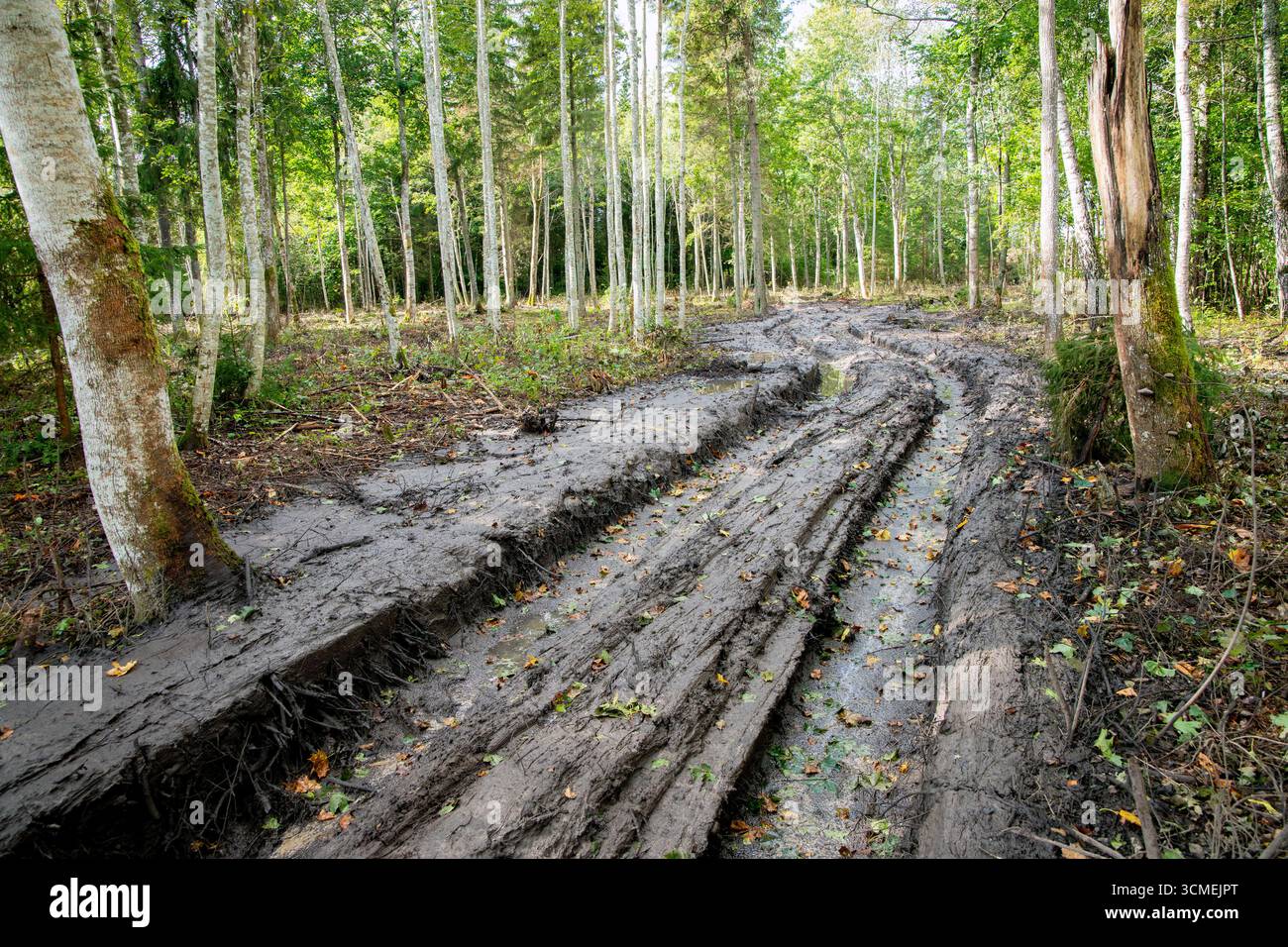 Ornières boueuses humides profondes dans la forêt causées par les machines forestières, la nature en plein air en été. Banque D'Images