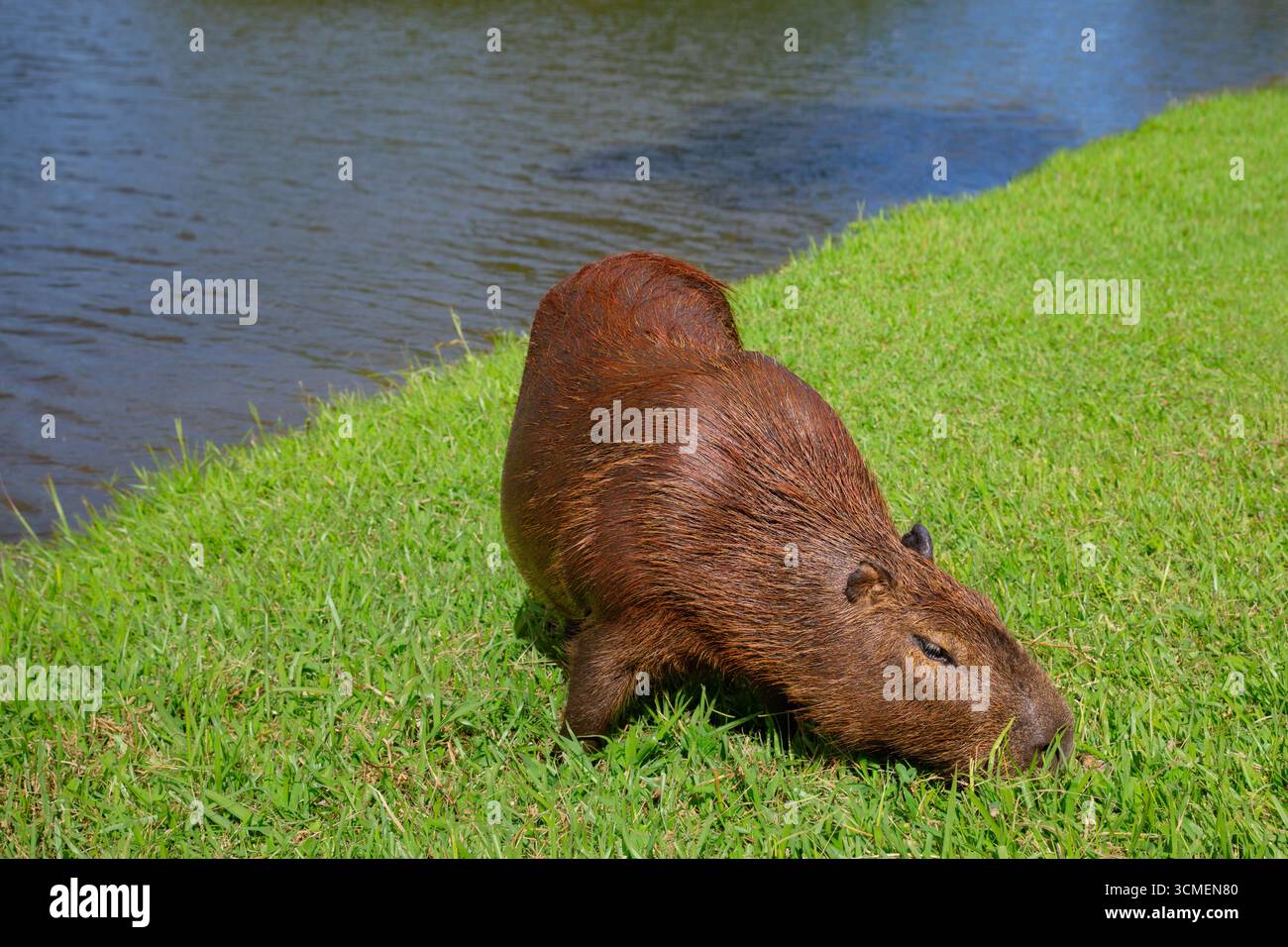 Capybara pâtissant sur l'herbe verte près d'un lac dans un quartier brésilien de banlieue. Moment tranquille de la faune dans un environnement urbain, mêlant nature et ci Banque D'Images