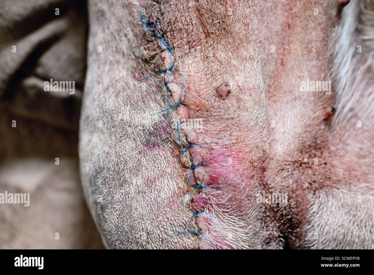 Gros plan des points de suture sur une jambe de chien amputée pendant la cicatrisation. Soins post-opératoires après chirurgie d'exérèse de membre. Chien atteint d'ostéosarcome Banque D'Images Gros plan des points de suture sur une jambe de chien amputée pendant la cicatrisation. Soins post-opératoires après chirurgie d'exérèse de membre. Chien atteint d'ostéosarcome Banque D'Images