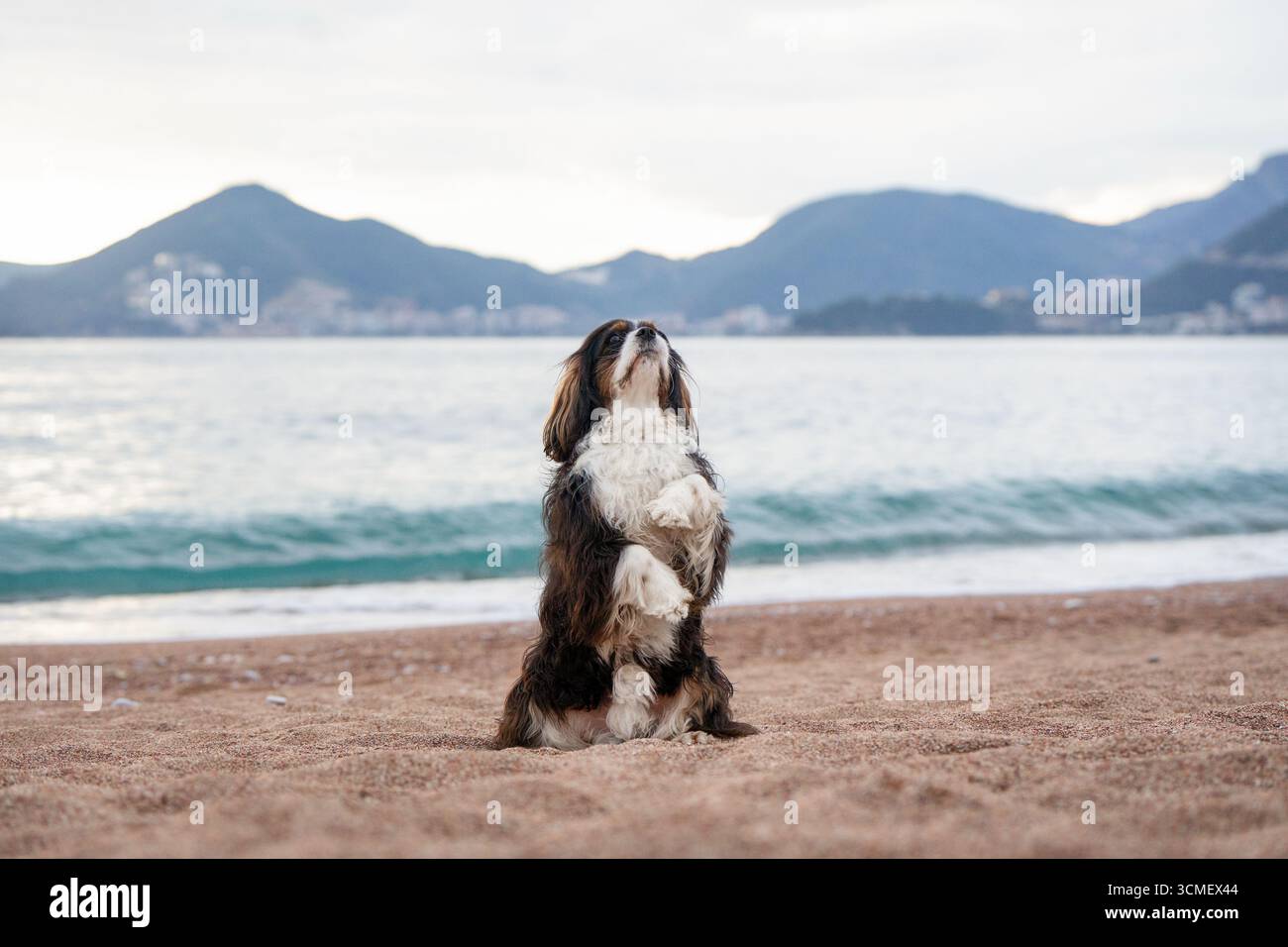 Spaniel jouant dans le sable avec des montagnes pittoresques derrière Banque D'Images