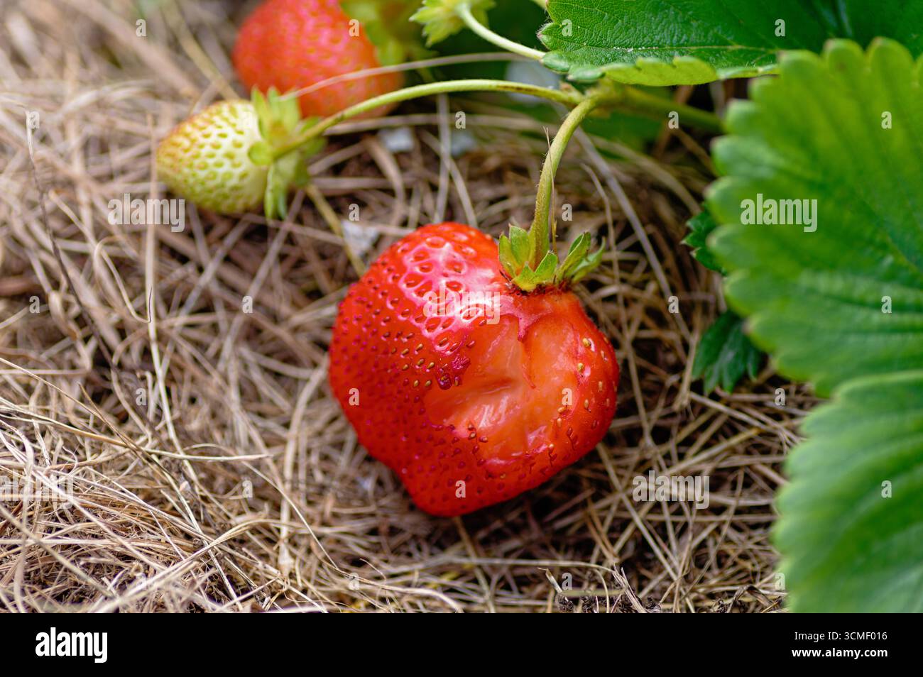Gros plan de fraise mordue et endommagée sur paillis de paille parmi les feuilles vertes, montrant l'imperfection naturelle des fruits, l'impact des ravageurs et l'état réel de gar Banque D'Images