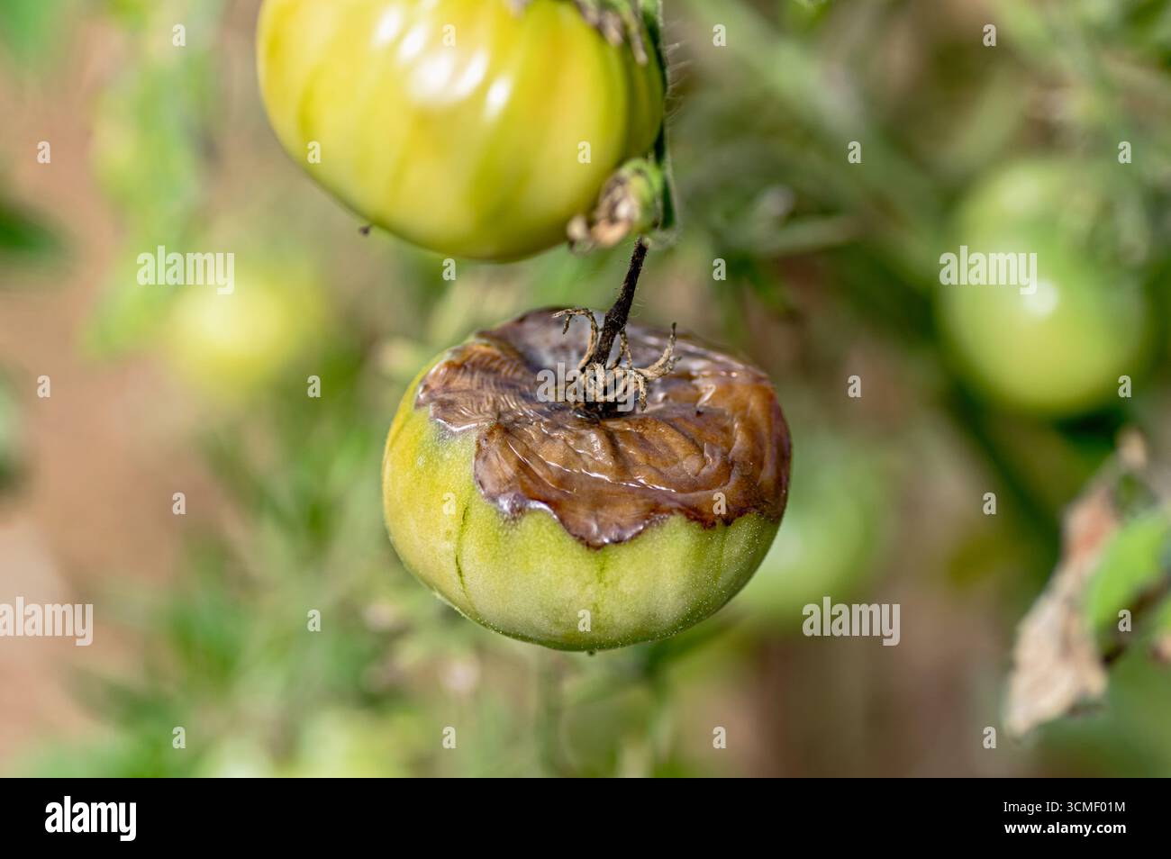 Macro gros plan de la tomate verte avec la maladie de pourriture des extrémités des fleurs, montrant une tache cuirassée foncée typique de carence en calcium dans le tissu végétal, culture commune pr Banque D'Images