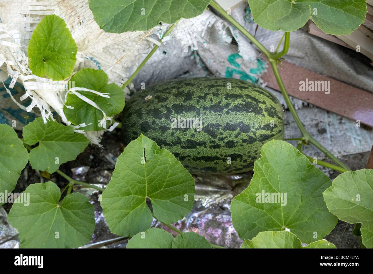 Le fruit de la pastèque verte (Cucumis melo) prospère sur un jardin sur le toit, avec un feuillage luxuriant entourant la vigne. Le fruit non mûr est une couleur vibrante, en pleine croissance Banque D'Images