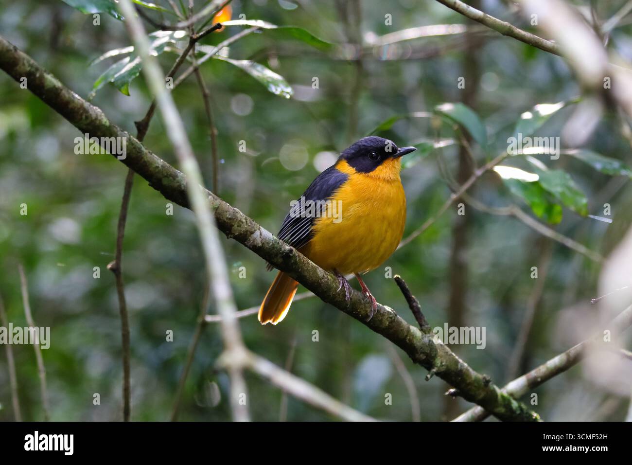 Chorister Chat oiseau perché dans la forêt (Cossypha dichroa) Banque D'Images