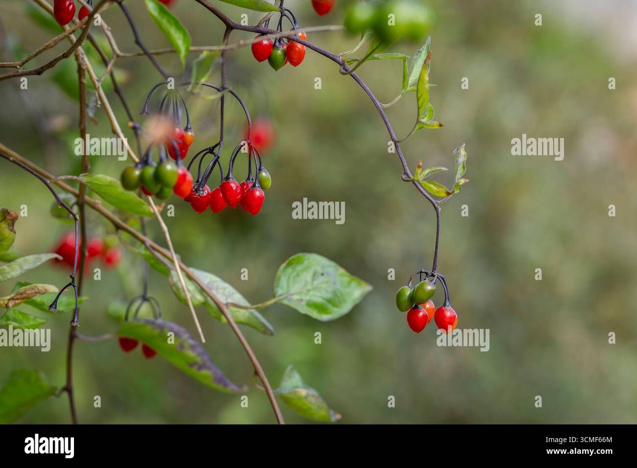 Ombre de nuit douce-amère, ombre de nuit mortelle (Solanum dulcamara), plante avec des baies mûres. Baies de l'arbuste Solanum dulcamara ou parasol boisé. Banque D'Images