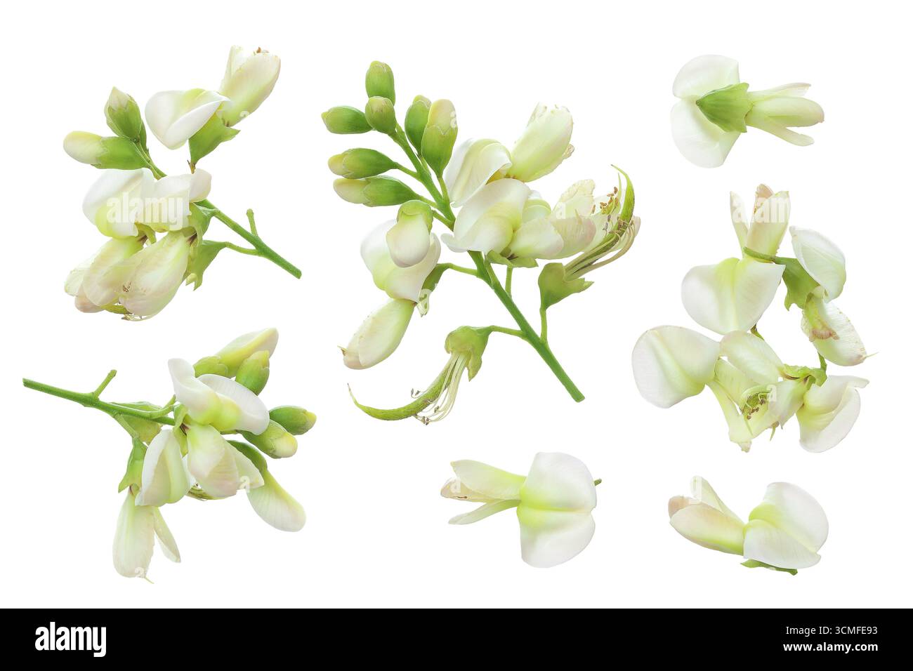 Fleurs de Sophora japonica ou Styphnolobium japonicum isolées sur fond blanc Banque D'Images