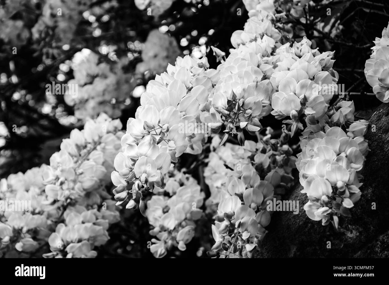 Fleurs de Wisteria florissantes envahi le cimetière vieux mur de pierre. Deuil, chagrin. Photographie noir et blanc. Banque D'Images