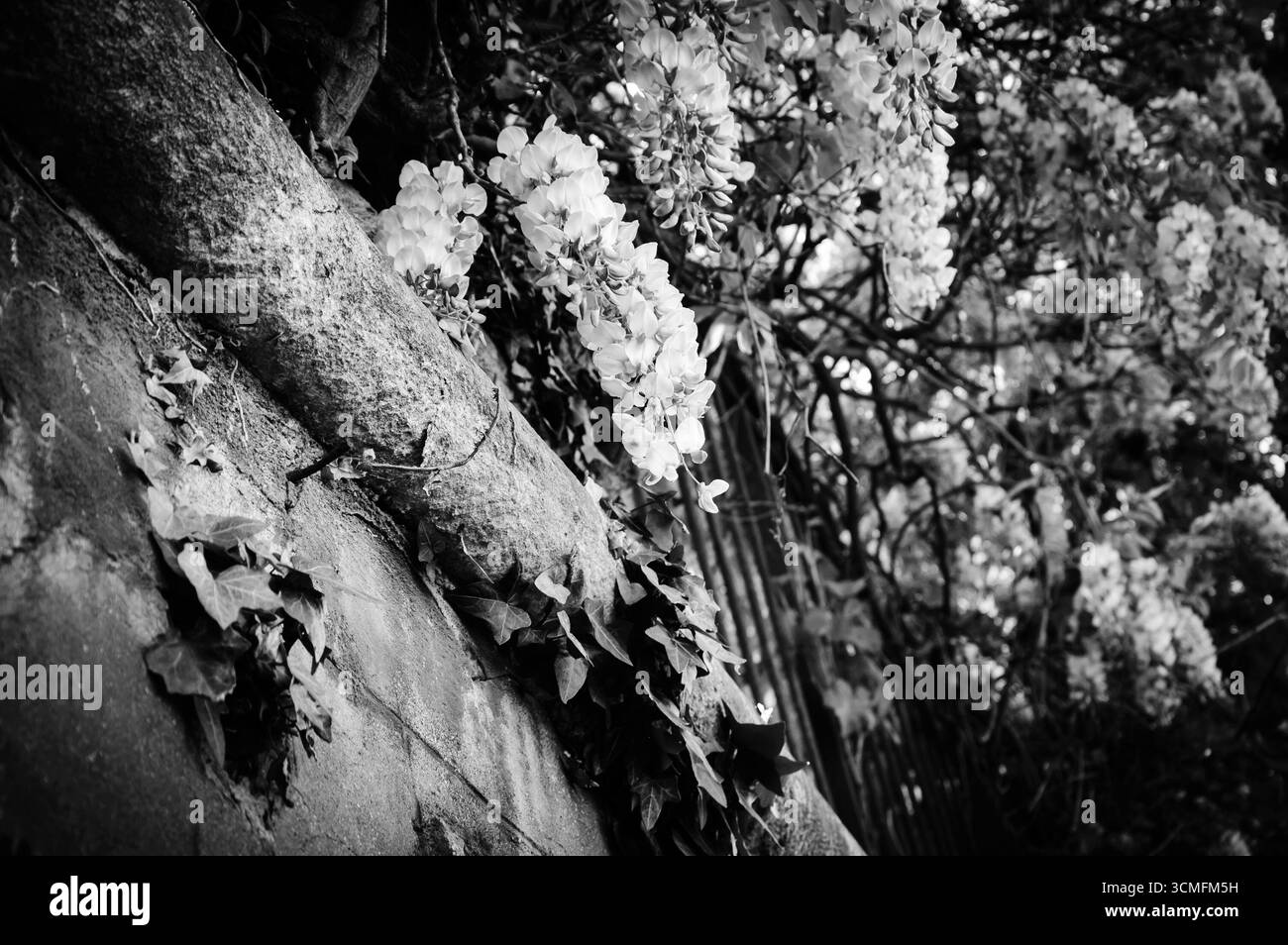 Vieux mur de pierre de maison abandonnée envahie par des fleurs de Wisteria en fleurs. Triste été. Photo historique noir et blanc. Banque D'Images