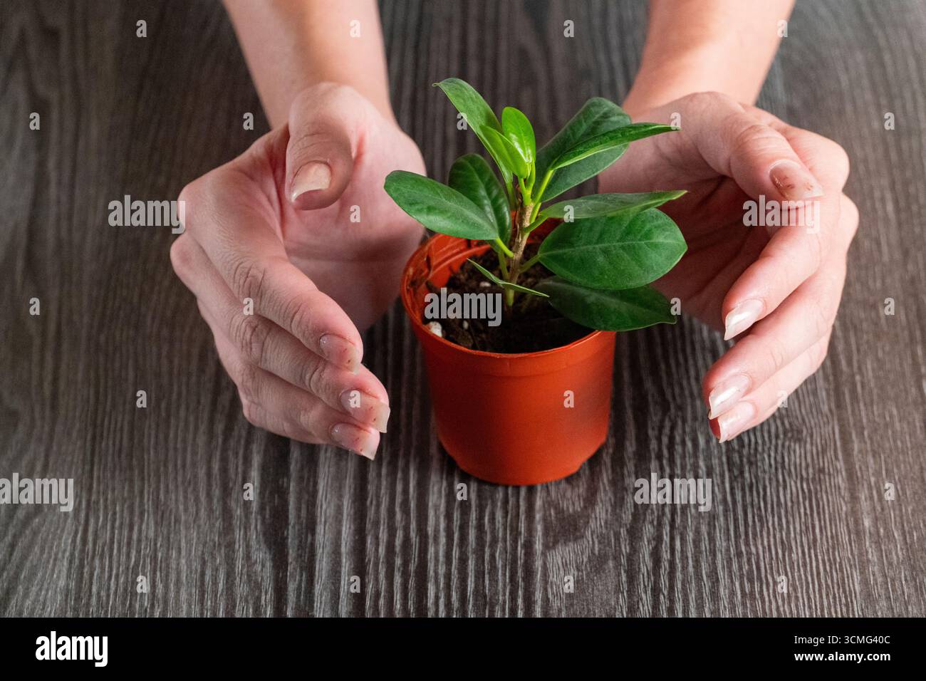 Gros plan des mains entourant doucement une petite plante verte dans un pot orange sur une table en bois, symbolisant la croissance, les soins et la culture Banque D'Images