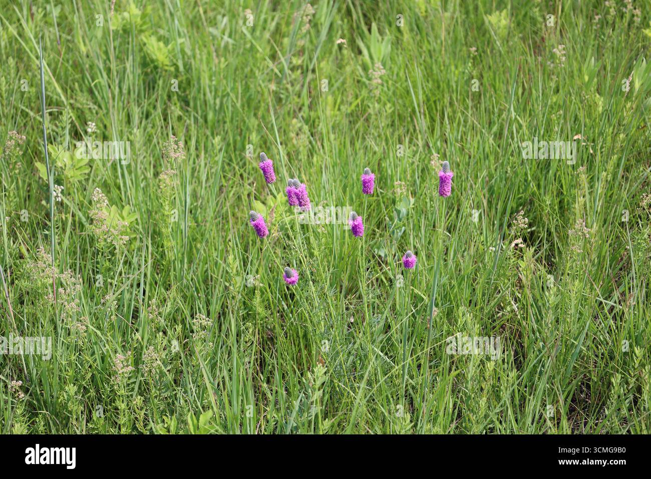 de grandes tiges surmontées de fleurs cylindriques rose pourpre moelleuses dans une épaisse herbe verte naturelle des prairies Banque D'Images