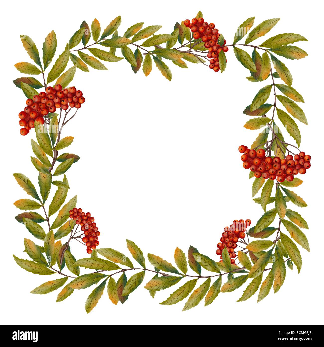Cadre carré fait de branches de rowan avec des baies rouges dans le style aquarelle. Parfait pour les cartes de vœux, invitations, emballage, décor saisonnier, Banque D'Images