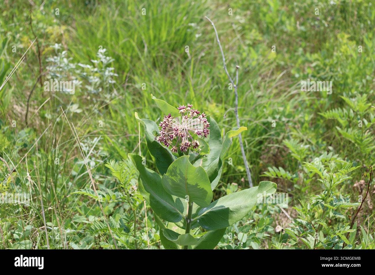 éclat de minuscules fleurs blanches rouges violettes au sommet de grandes feuilles vert moyen contre le feuillage naturel des prairies à hautes herbes sous le soleil d'été Banque D'Images