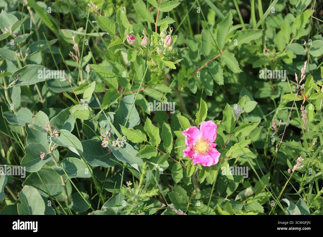 fleur rose vif solitaire avec centre jaune doré dans le feuillage vert riche en soleil d'été Banque D'Images