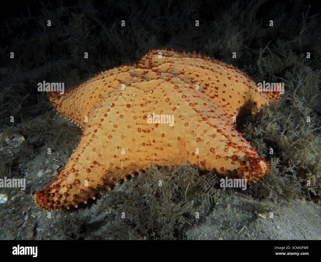Une grande étoile de mer de couleur orange, étoile de mer à coussin rouge (Oreaster reticulatus), sur le fond marin la nuit. Site de plongée Blue Heron Bridge, Phil Foster Park, Banque D'Images