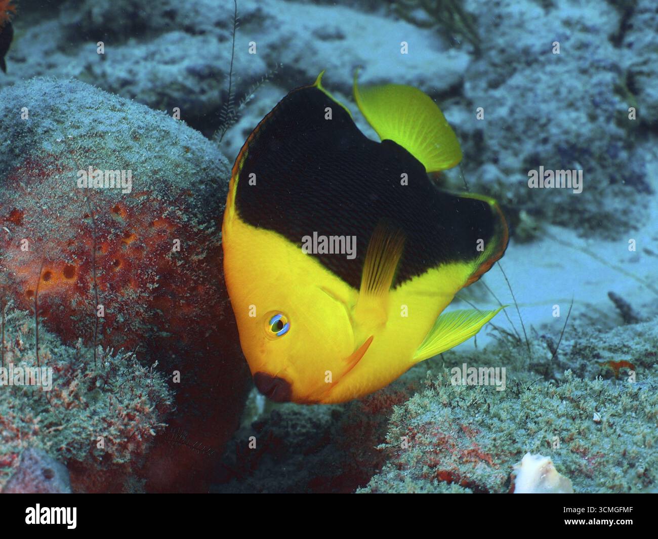 Un poisson jaune vif avec des zones noires, le poisson-ange tricolore (Holacanthus tricolor), au récif corallien. Site de plongée Blue Heron Bridge, Phil Foster Park, R Banque D'Images Un poisson jaune vif avec des zones noires, le poisson-ange tricolore (Holacanthus tricolor), au récif corallien. Site de plongée Blue Heron Bridge, Phil Foster Park, R Banque D'Images