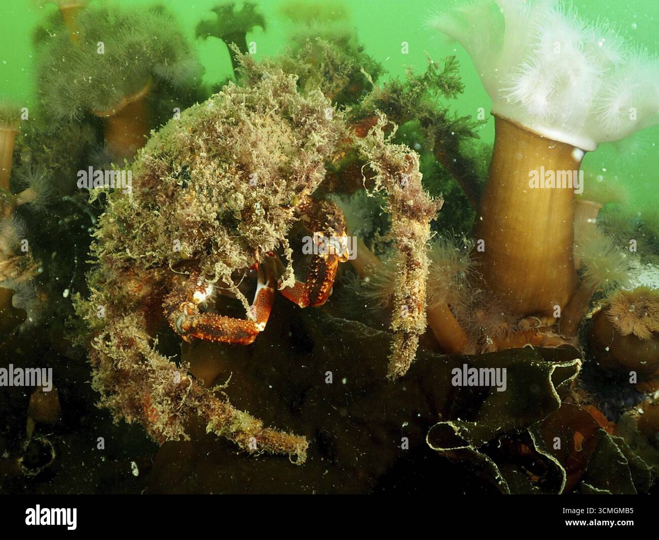 Crabe araignée (Maja squinado) camouflé avec des algues dans l'eau verte avec des anémones de mer. Site de plongée Rinvyle, Co. Galway, mer d'Irlande, Atlantique Nord, Irlande Banque D'Images