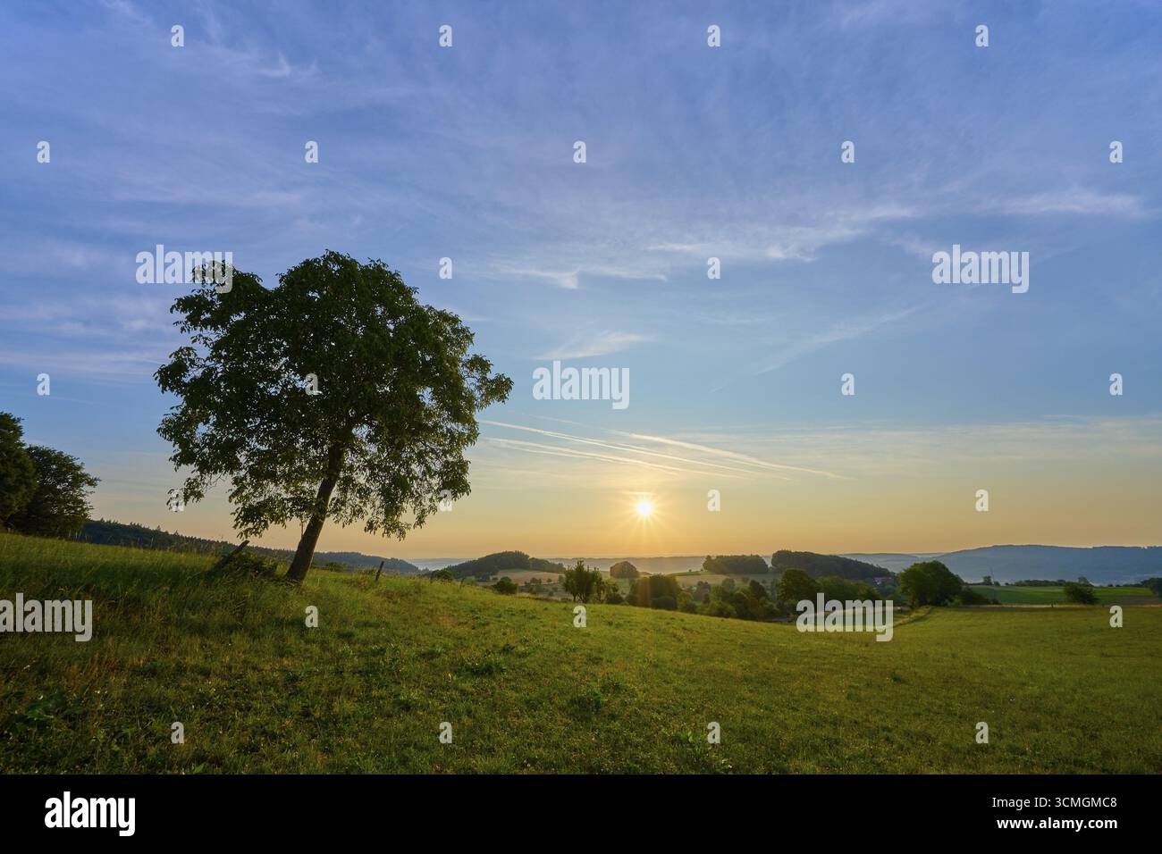 Un noyer se dresse dans un pré pendant une matinée ensoleillée avec ciel bleu, Laudenau, Reichelsheim, Odenwald, Hesse, Allemagne Banque D'Images