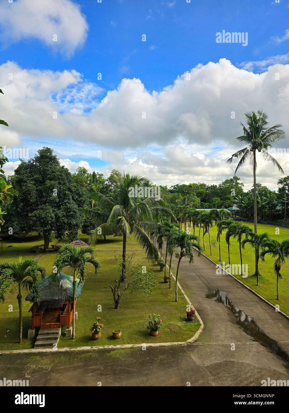 Ciel ensoleillé au-dessus des arbres verts avec des nuages moelleux blancs et ciel bleu. - Image de stock capturée avec un smartphone