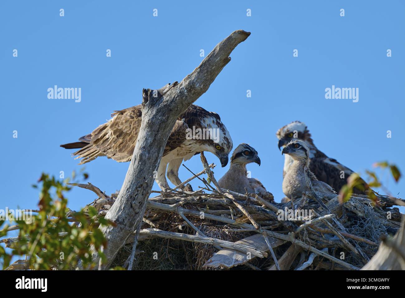 Paire de balbuzards avec des poussins dans le nid fait de brindilles, oiseaux dans l'environnement naturel, balbuzards (Pandion haliaetus), flamants roses, parc national des Everglades, Floride, Banque D'Images