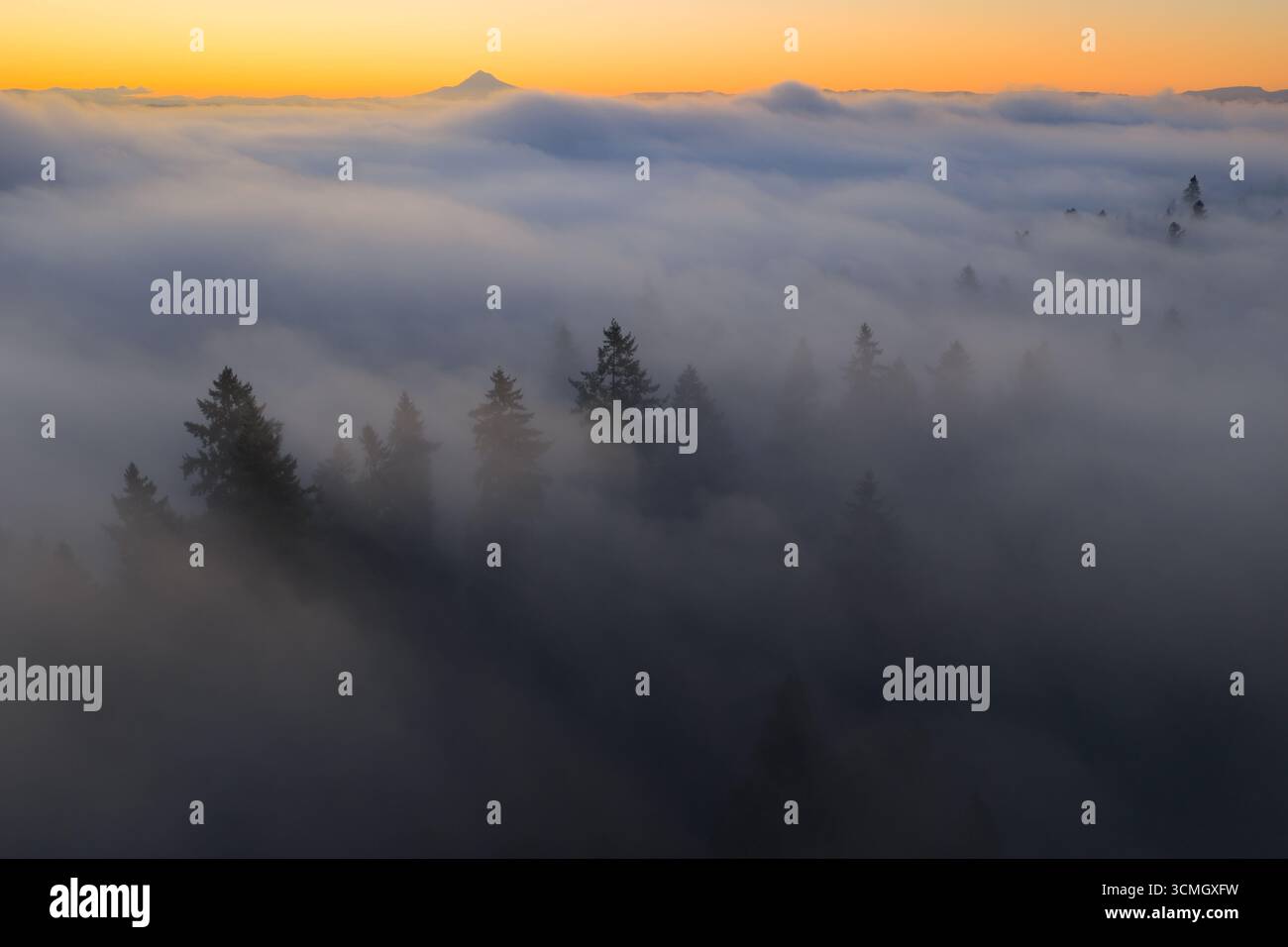 L'aube illumine le brouillard qui dérive à travers les forêts de la vallée de la Willamette dans l'Oregon. Le Nord-Ouest Pacifique est connu pour ses vastes ressources forestières. Banque D'Images