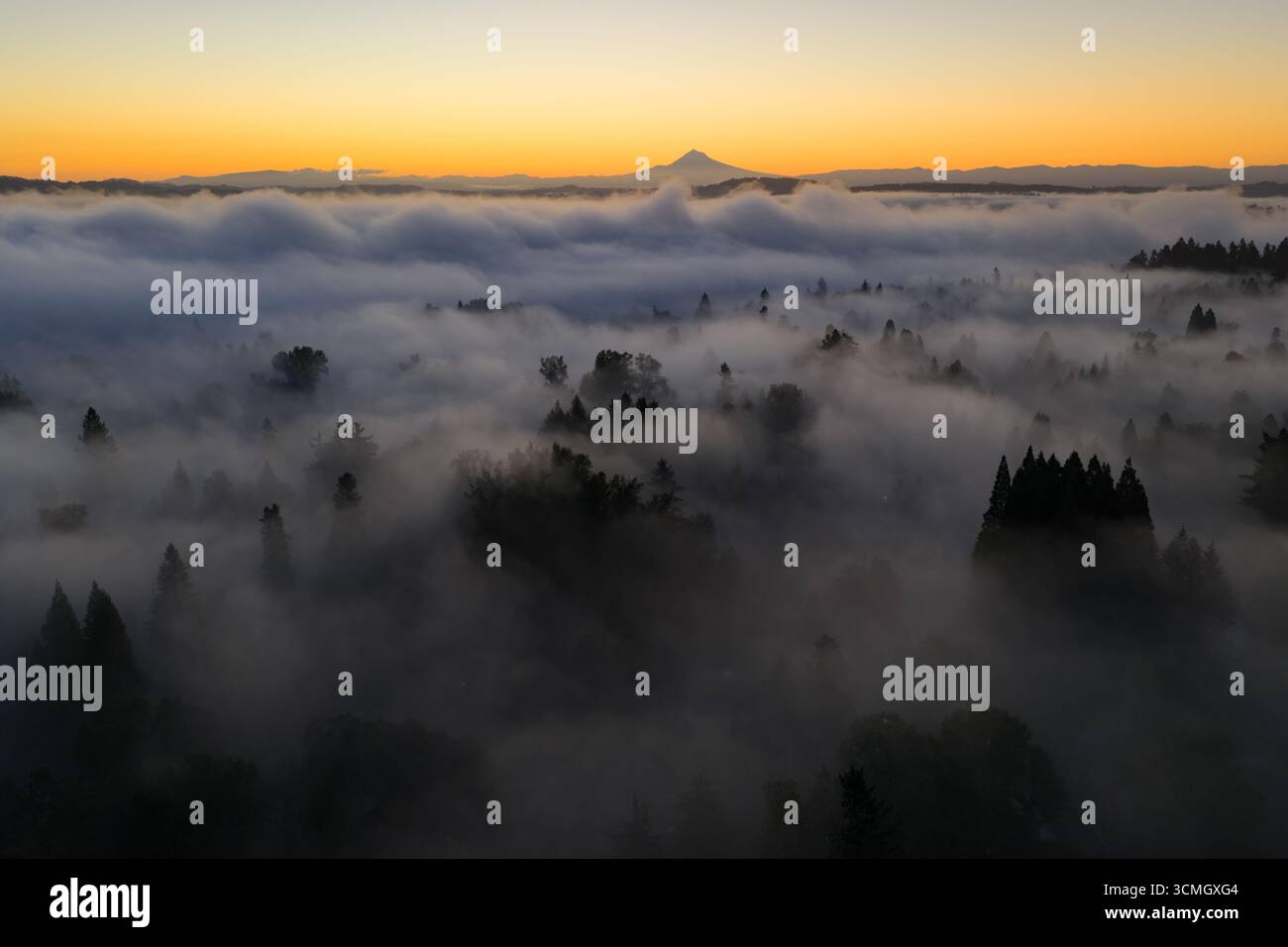 L'aube illumine le brouillard qui dérive à travers les forêts de la vallée de la Willamette dans l'Oregon. Le Nord-Ouest Pacifique est connu pour ses vastes ressources forestières. Banque D'Images