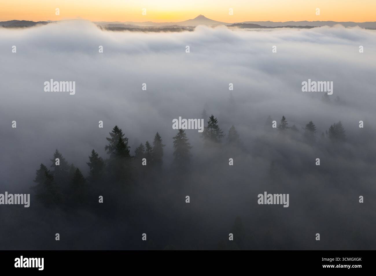 L'aube illumine le brouillard qui dérive à travers les forêts de la vallée de la Willamette dans l'Oregon. Le Nord-Ouest Pacifique est connu pour ses vastes ressources forestières. Banque D'Images