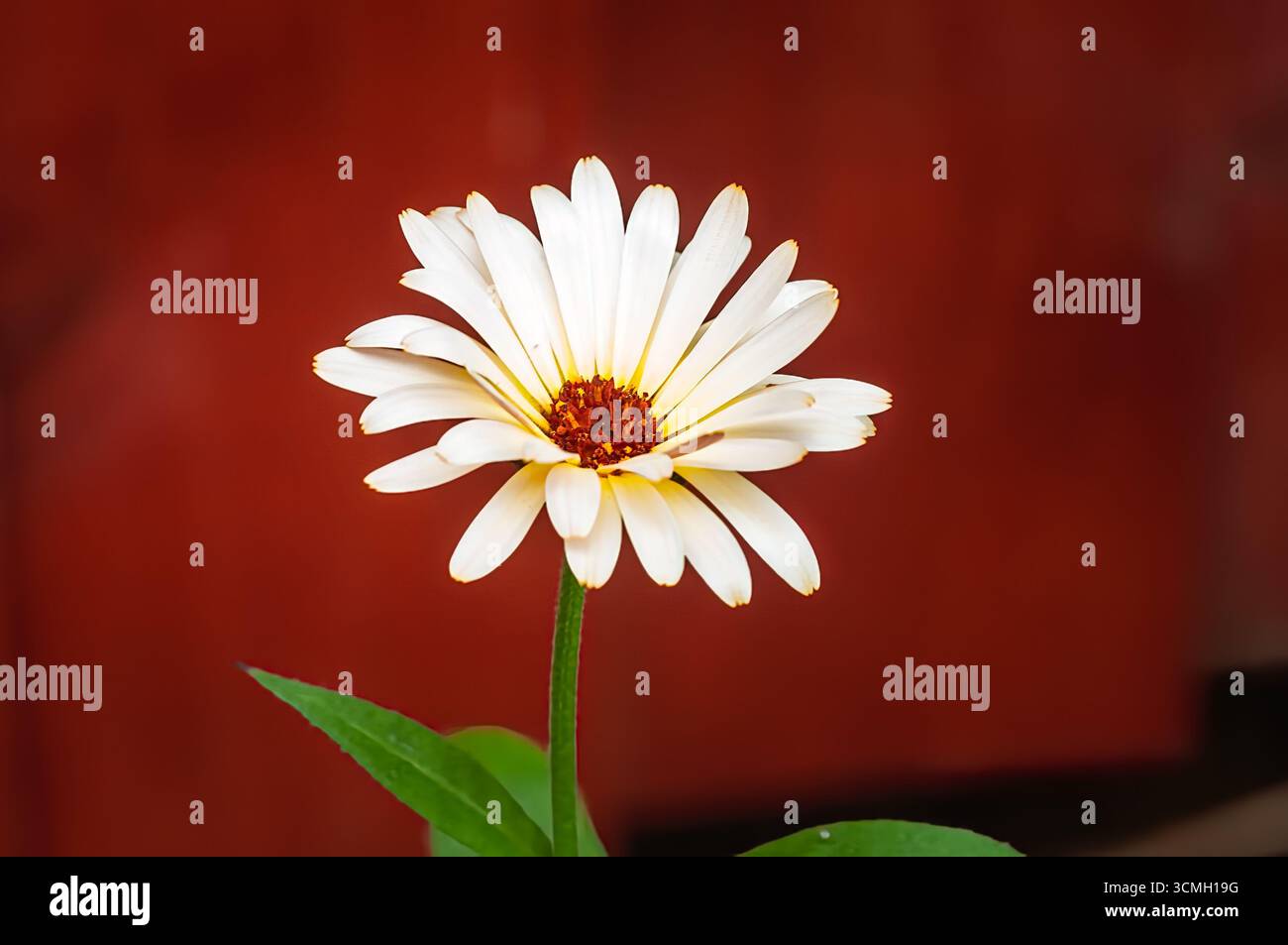 Une fleur blanche de Zinnia fleurit, ses pétales rayonnant d'un centre brun, sur fond rouge. Banque D'Images