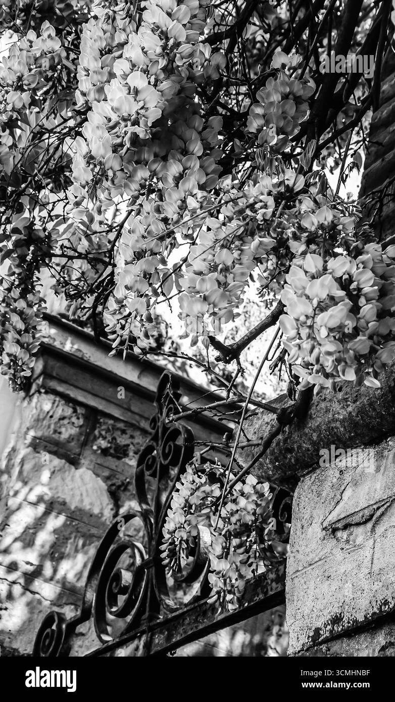Ancienne porte forgée avec ornement (entrée au manoir abandonné) et mur de briques de pierre envahi par des fleurs de Wisteria en fleurs. Photo historique noir et blanc. Banque D'Images