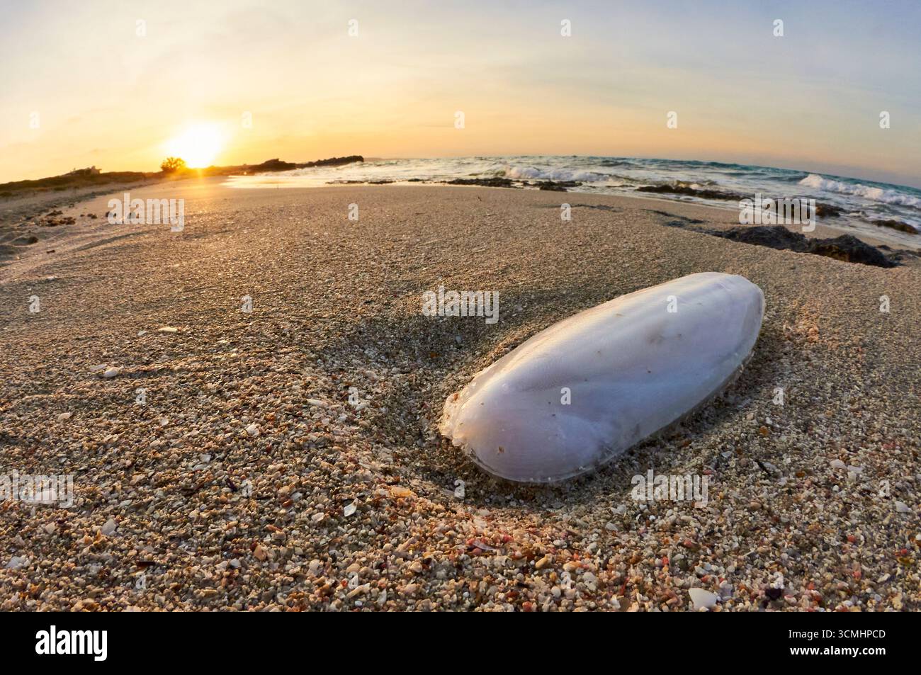 Seiche commune (Sepia officinalis) échouée sur la plage de ses Platgetes au coucher du soleil (es Caló, Formentera, Baléares, mer Méditerranée, Espagne) Banque D'Images