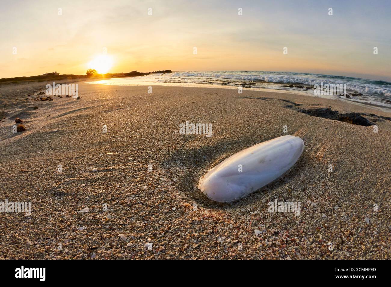 Seiche commune (Sepia officinalis) échouée sur la plage de ses Platgetes au coucher du soleil (es Caló, Formentera, Baléares, mer Méditerranée, Espagne) Banque D'Images