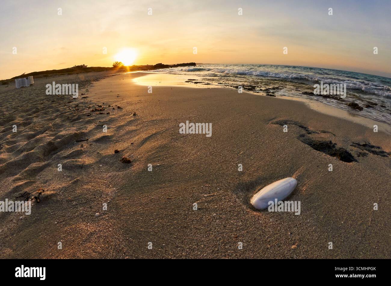 Seiche commune (Sepia officinalis) échouée sur la plage de ses Platgetes au coucher du soleil (es Caló, Formentera, Baléares, mer Méditerranée, Espagne) Banque D'Images