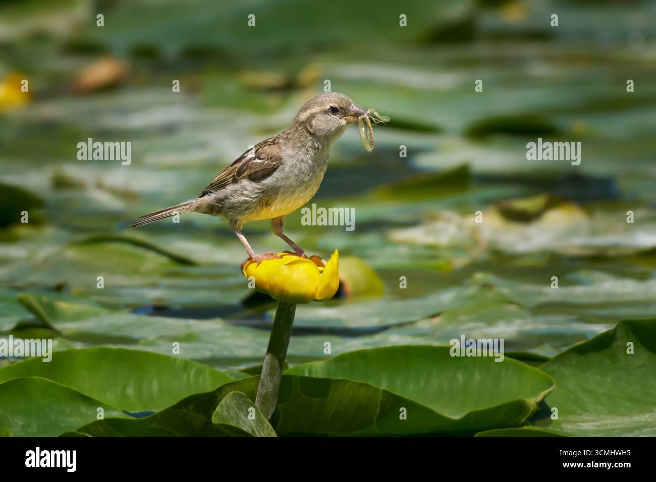 Moineau de maison (passer domesticus) femelle avec libellule capturée dans son bec debout sur le nénuphar jaune Banque D'Images