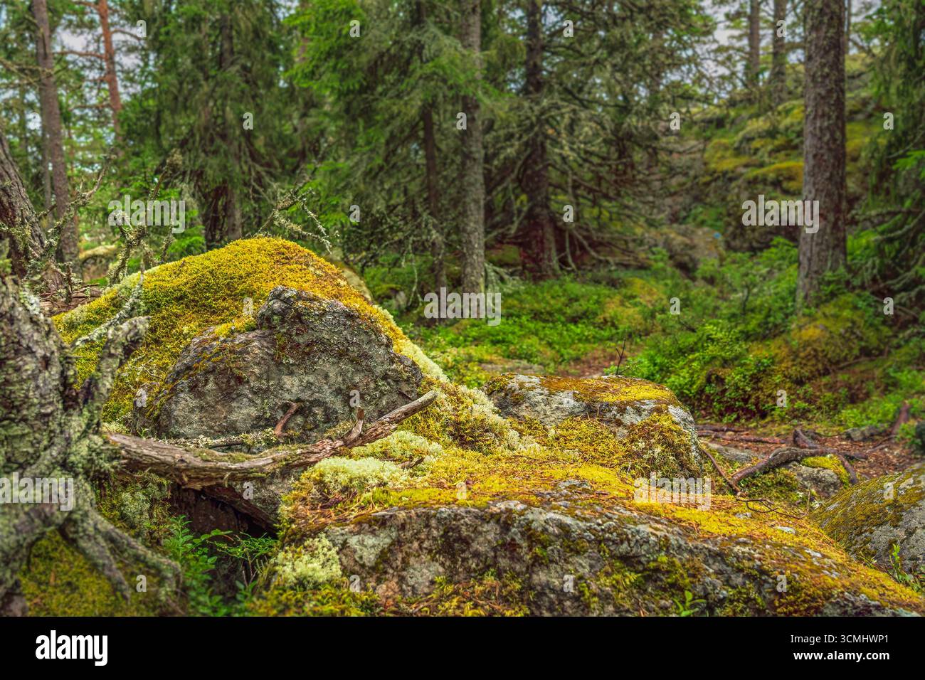 La mousse vert et jaune vif recouvrant les rochers et les branches d'arbres prospère dans une forêt suédoise dense, créant une scène vibrante et naturelle remplie de tranqui Banque D'Images