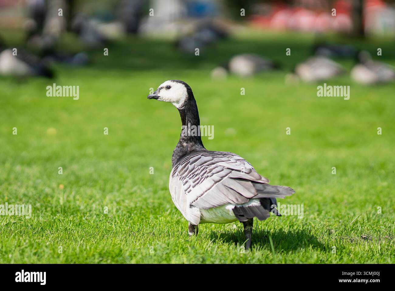 Bernacle Oies dans le parc en été à Pori. L'oie de Barnacle (Branta leucopsis) est sur l'herbe verte. Il y a beaucoup d'autres oies en arrière-plan. Banque D'Images