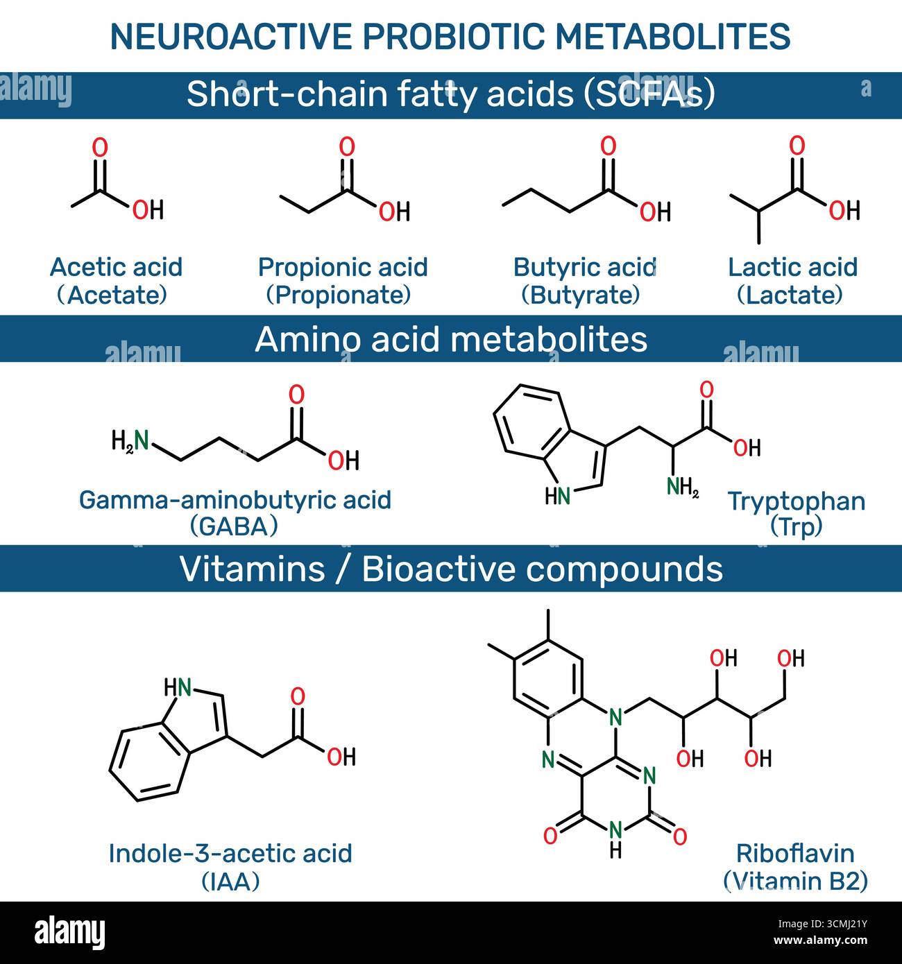 Métabolites probiotiques neuroactifs : acides gras à chaîne courte, AGCS, métabolites d'acides aminés. Illustration de Vecteur