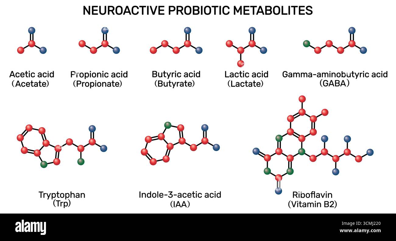 Métabolites probiotiques neuroactifs : acides gras à chaîne courte, AGCS, métabolites d'acides aminés. Illustration de Vecteur