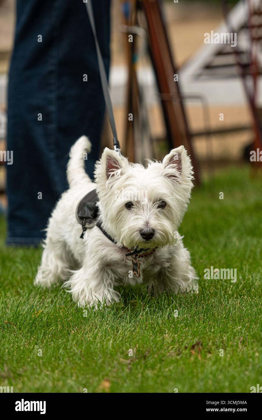 West Highland White Terrier ou Westie en laisse sur l'herbe verte dans un parc Banque D'Images
