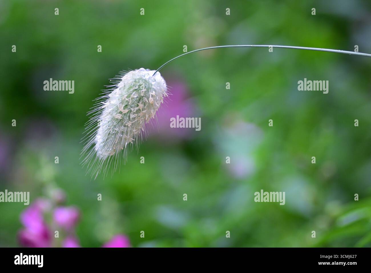 Herbe ornementale douce lagurus ovatus (herbe à queue de lièvre) gros plan avec poils délicats, plan macro naturel symbolisant légèreté, élégance et ornementation Banque D'Images