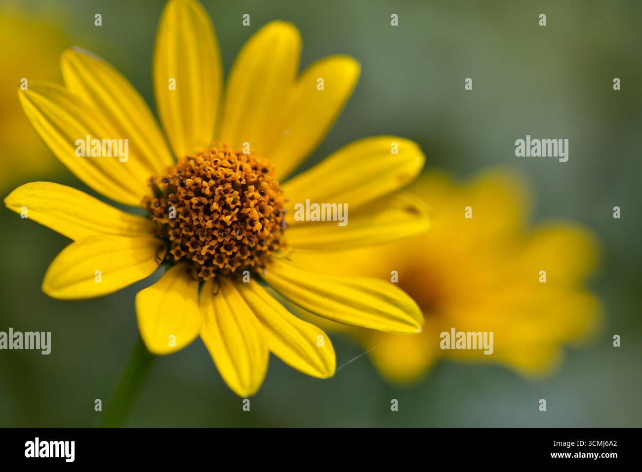 Floraison jaune vif de Heliopsis helianthoides en arrière-plan de mise au point douce, fleur ornementale en forme de Marguerite en vue macro, symbole de joie estivale, de chaleur et Banque D'Images