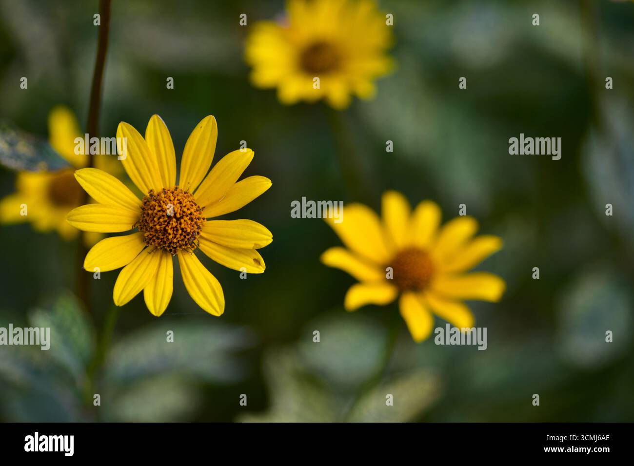 Floraison jaune vif de Heliopsis helianthoides en arrière-plan de mise au point douce, fleur ornementale en forme de Marguerite en vue macro, symbole de joie estivale, de chaleur et Banque D'Images