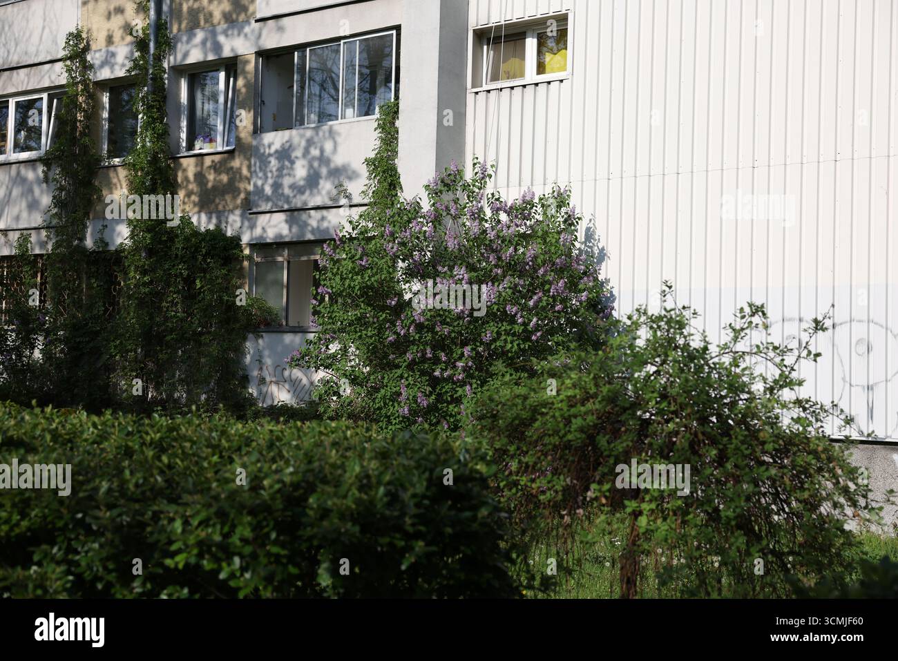 Floraison printanière Varsovie résidentiel—brousse fleurie, immeuble d'appartements, nature urbaine Pologne Banque D'Images