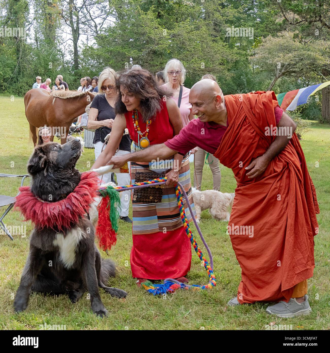 Lors d'un festival de bénédiction des animaux bouddhistes tibétains à Redding CT, un moine bénit un grand chien Mastiff tibétain tandis que son propriétaire habillé de couleurs vives le regarde. Banque D'Images