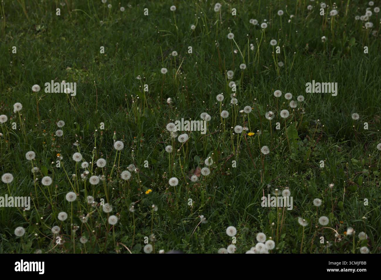 Champ d'été de Varsovie : graines de pissenlit, texture de prairie verte, tendance urbaine écologique élégante Banque D'Images