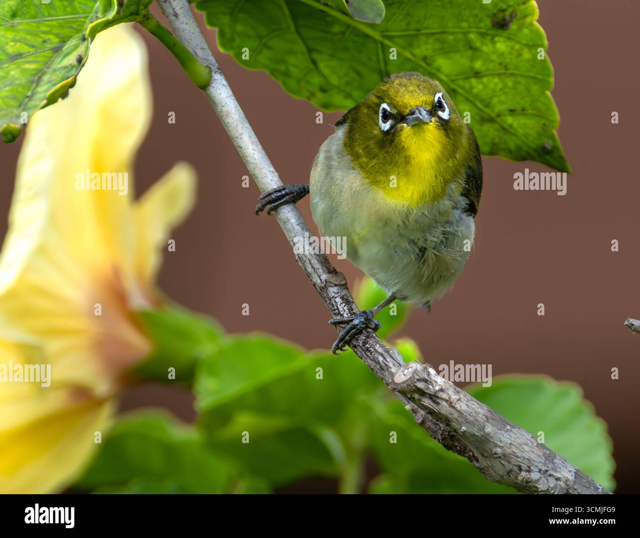 Warbling White-Eye (Zosterops japonicus) à la recherche de nourriture sur Big Island, HI Banque D'Images