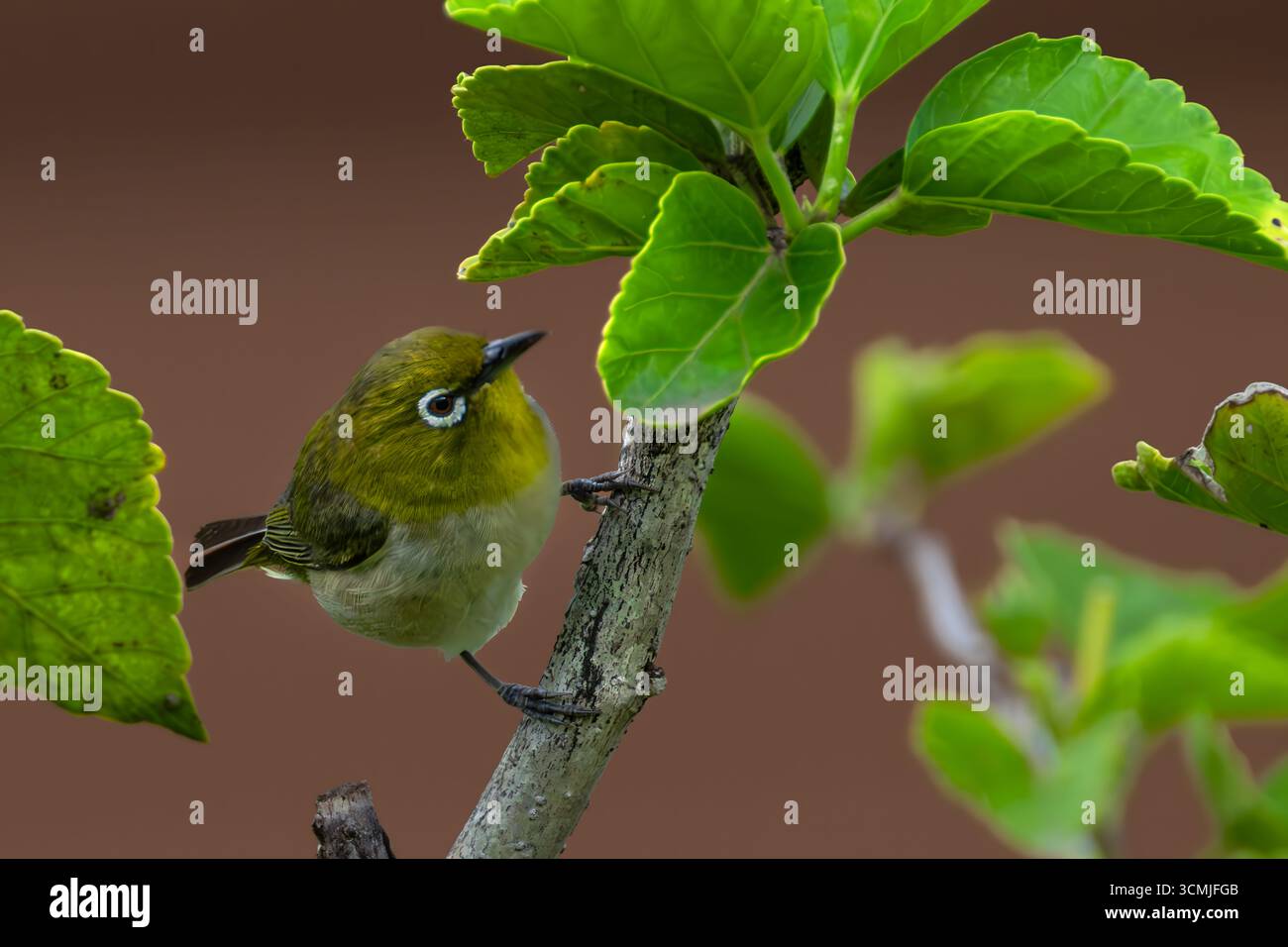 Warbling White-Eye (Zosterops japonicus) à la recherche de nourriture sur Big Island, HI Banque D'Images